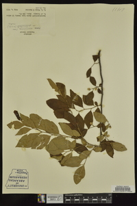 Styrax americanus image