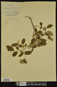 Styrax americanus image