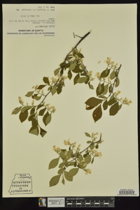 Styrax americanus image