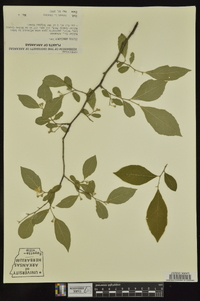 Styrax americanus image