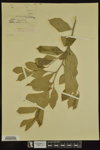 Styrax americanus image