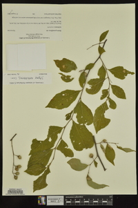 Styrax americanus image