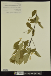Styrax americanus image