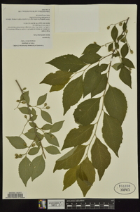 Styrax americanus image