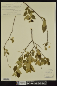 Styrax americanus var. pulverulentus image