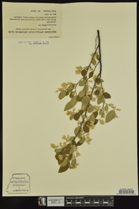 Styrax americanus image