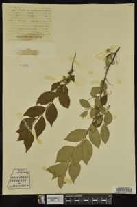 Styrax americanus image