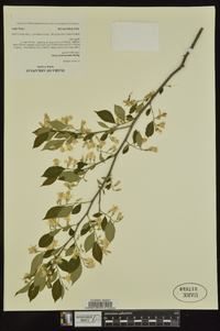 Styrax americanus image