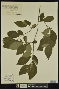 Styrax americanus image