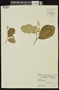 Styrax grandifolius image