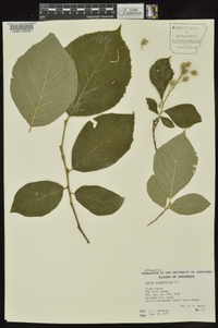 Styrax grandifolius image