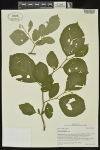 Styrax grandifolius image