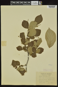 Styrax grandifolius image