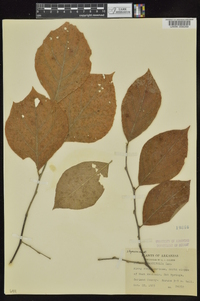 Styrax grandifolius image