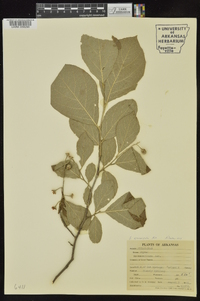 Styrax grandifolius image