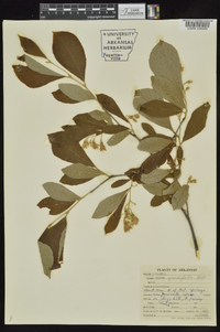 Styrax grandifolius image