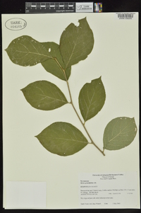 Styrax grandifolius image