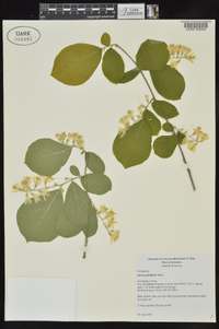 Styrax grandifolius image