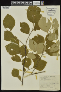 Styrax grandifolius image