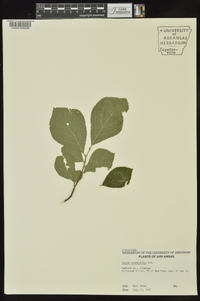 Styrax grandifolius image