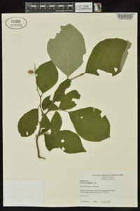 Styrax grandifolius image