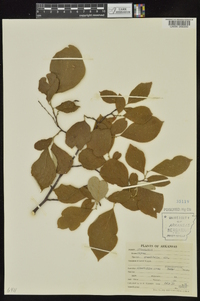 Styrax grandifolius image