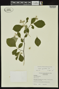 Styrax grandifolius image