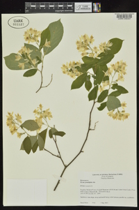 Styrax grandifolius image