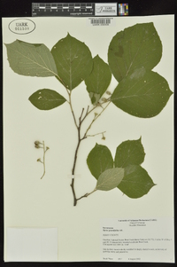 Styrax grandifolius image