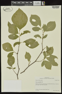 Styrax grandifolius image