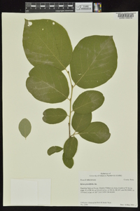 Styrax grandifolius image