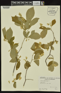 Styrax grandifolius image