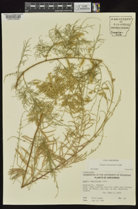 Tamarix chinensis image