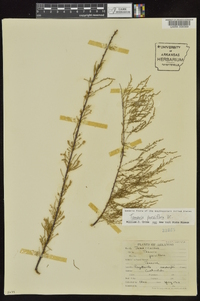 Tamarix parviflora image