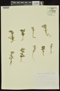 Polypremum procumbens image