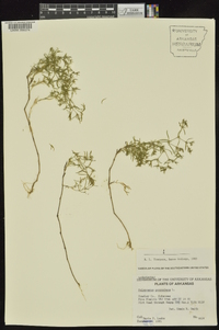 Polypremum procumbens image