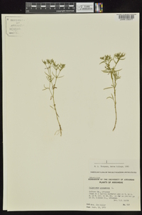 Polypremum procumbens image