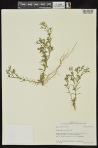 Polypremum procumbens image