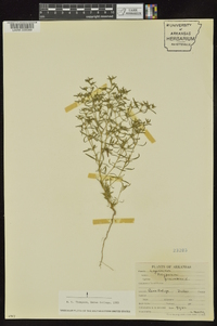 Polypremum procumbens image