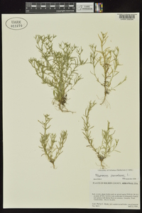 Polypremum procumbens image