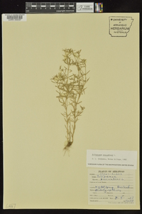 Polypremum procumbens image