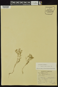 Polypremum procumbens image