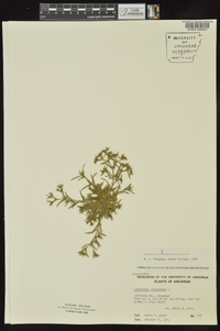 Polypremum procumbens image