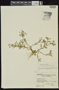 Polypremum procumbens image