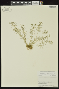 Polypremum procumbens image