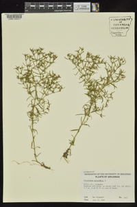 Polypremum procumbens image