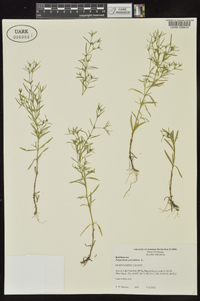 Polypremum procumbens image