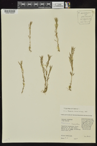 Polypremum procumbens image