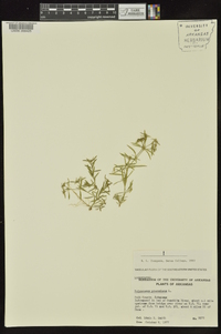 Polypremum procumbens image