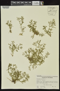 Polypremum procumbens image